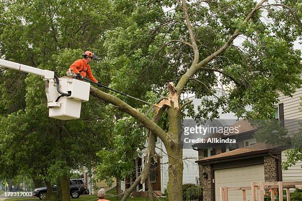 Tree Removal Services